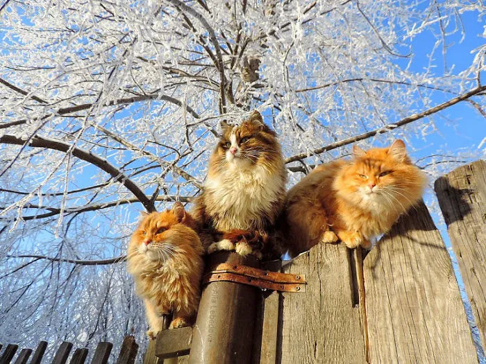 Siberian Farm Cats Have Absolutely Taken Over This Farmer's Land, And They're Absolutely Majestic