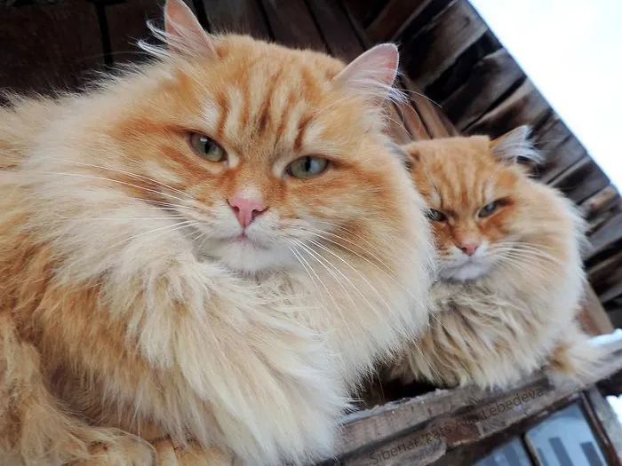 Esta granjera rusa hace increíbles fotos de sus muchos gatos siberianos, y son absolutamente majestuosos