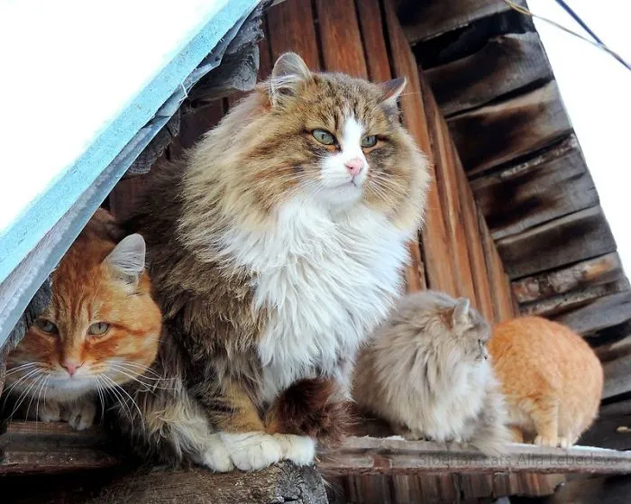 Esta granjera rusa hace increíbles fotos de sus muchos gatos siberianos, y son absolutamente majestuosos