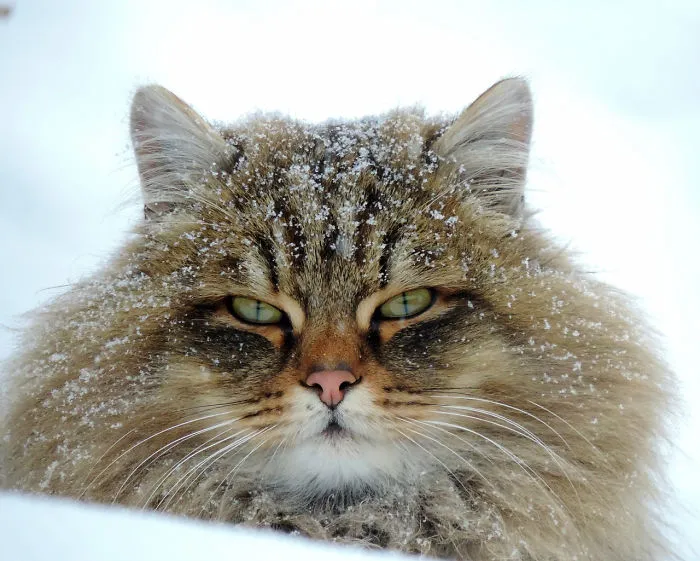 Siberian Farm Cats Have Absolutely Taken Over This Farmer's Land, And They're Absolutely Majestic