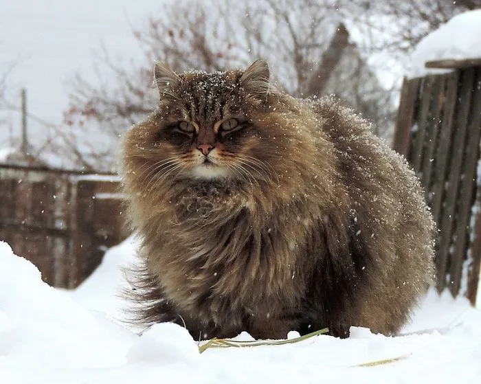 Siberian Farm Cats Have Absolutely Taken Over This Farmer's Land, And They're Absolutely Majestic