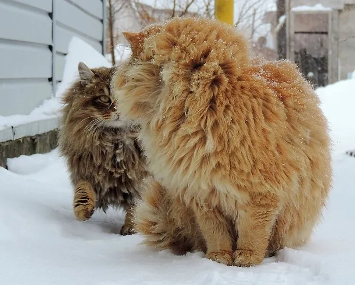 Siberian Farm Cats Have Absolutely Taken Over This Farmer's Land, And They're Absolutely Majestic
