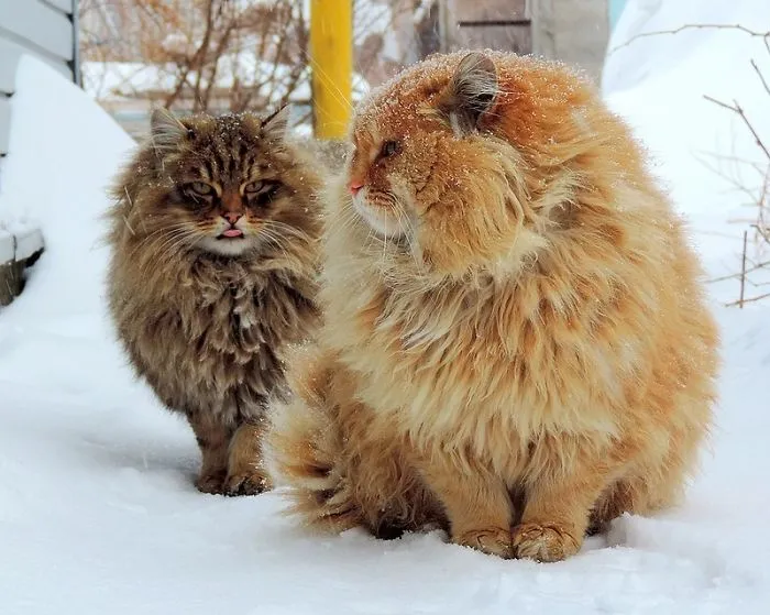 Siberian Farm Cats Have Absolutely Taken Over This Farmer's Land, And They're Absolutely Majestic