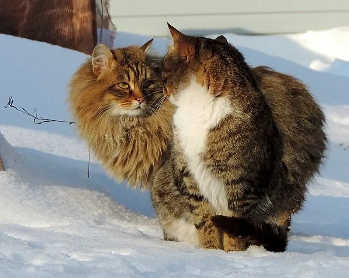 Siberian Farm Cats Have Absolutely Taken Over This Farmer's Land, And They're Absolutely Majestic