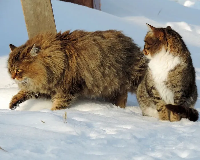 Siberian Farm Cats Have Absolutely Taken Over This Farmer's Land, And They're Absolutely Majestic