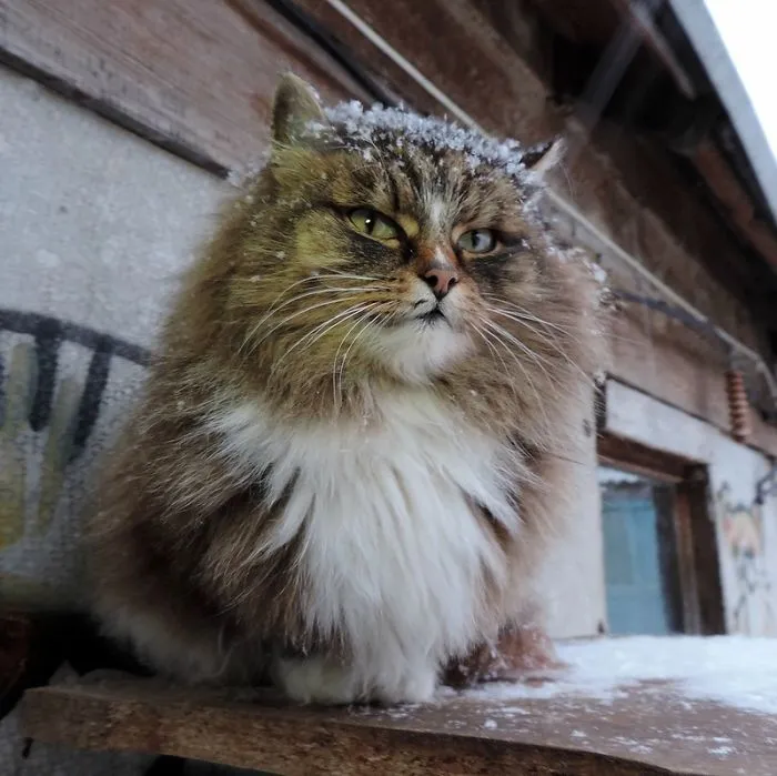 Esta granjera rusa hace increíbles fotos de sus muchos gatos siberianos, y son absolutamente majestuosos
