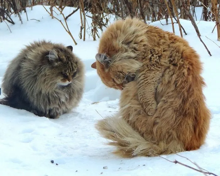 Esta granjera rusa hace increíbles fotos de sus muchos gatos siberianos, y son absolutamente majestuosos