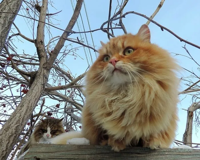 Siberian Farm Cats Have Absolutely Taken Over This Farmer's Land, And They're Absolutely Majestic