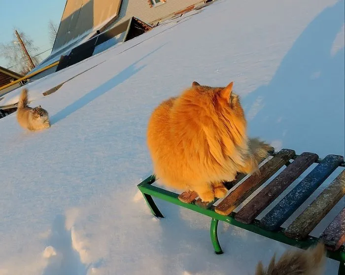 Siberian Farm Cats Have Absolutely Taken Over This Farmer's Land, And They're Absolutely Majestic