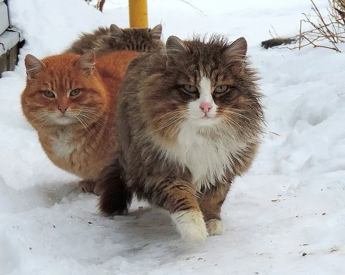 Siberian Farm Cats Have Absolutely Taken Over This Farmer's Land, And They're Absolutely Majestic