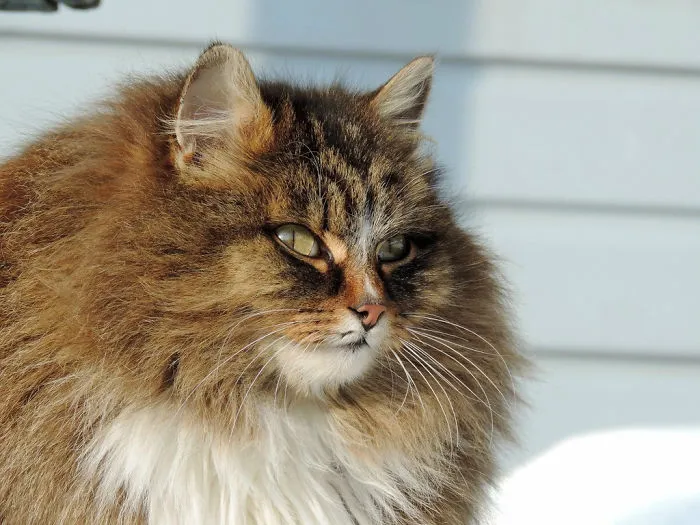 Esta granjera rusa hace increíbles fotos de sus muchos gatos siberianos, y son absolutamente majestuosos