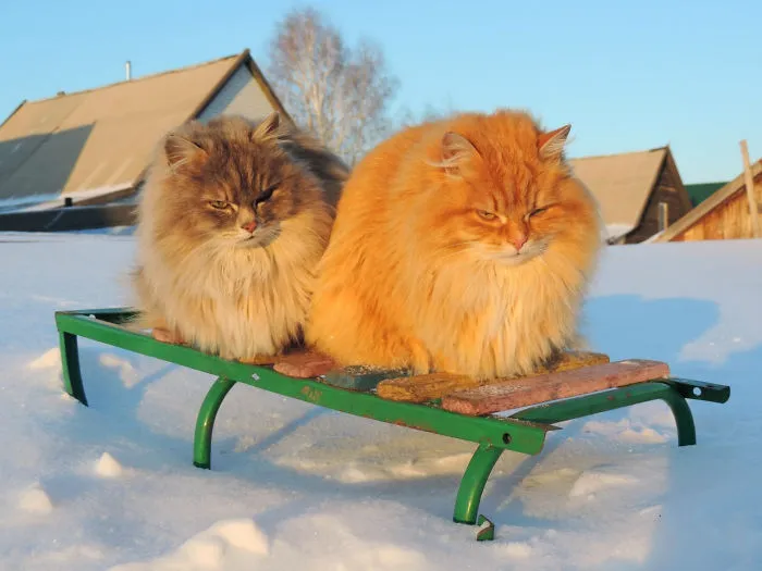Esta granjera rusa hace increíbles fotos de sus muchos gatos siberianos, y son absolutamente majestuosos