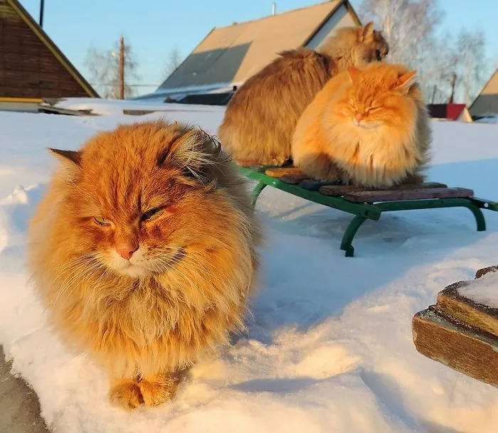 Esta granjera rusa hace increíbles fotos de sus muchos gatos siberianos, y son absolutamente majestuosos
