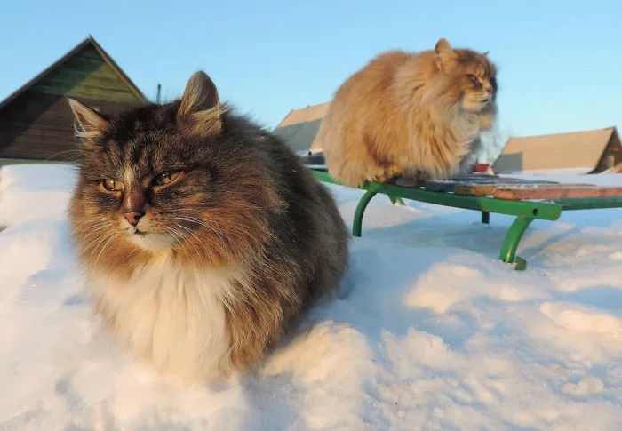 Esta granjera rusa hace increíbles fotos de sus muchos gatos siberianos, y son absolutamente majestuosos
