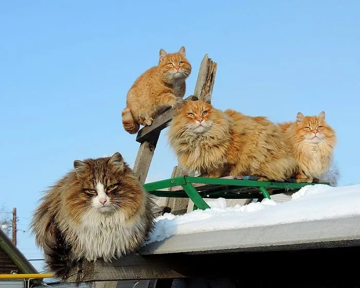 Siberian Farm Cats Have Absolutely Taken Over This Farmer's Land, And They're Absolutely Majestic