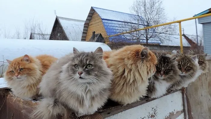 Esta granjera rusa hace increíbles fotos de sus muchos gatos siberianos, y son absolutamente majestuosos