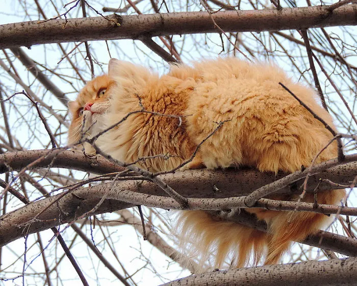 Esta granjera rusa hace increíbles fotos de sus muchos gatos siberianos, y son absolutamente majestuosos