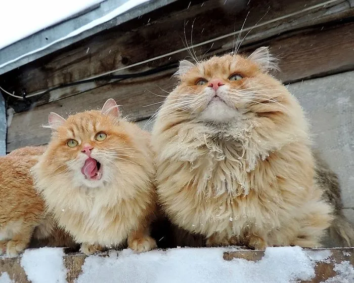 Esta granjera rusa hace increíbles fotos de sus muchos gatos siberianos, y son absolutamente majestuosos