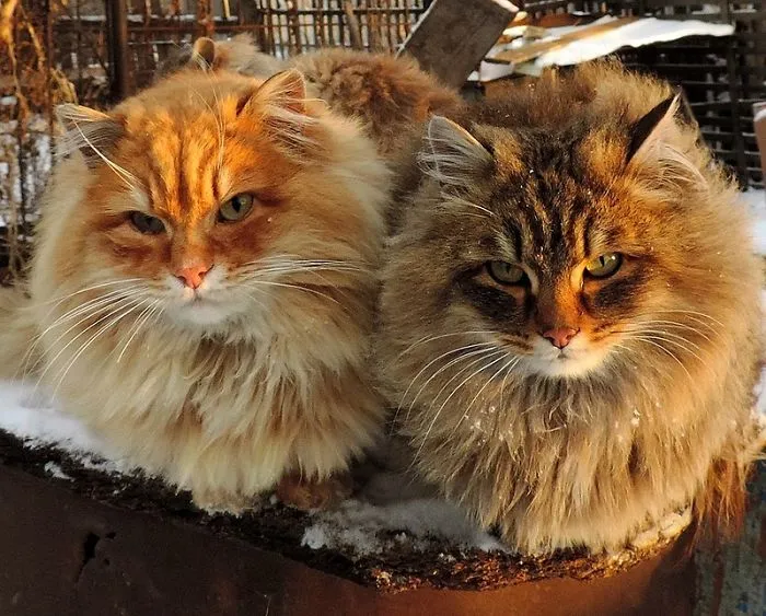 Esta granjera rusa hace increíbles fotos de sus muchos gatos siberianos, y son absolutamente majestuosos