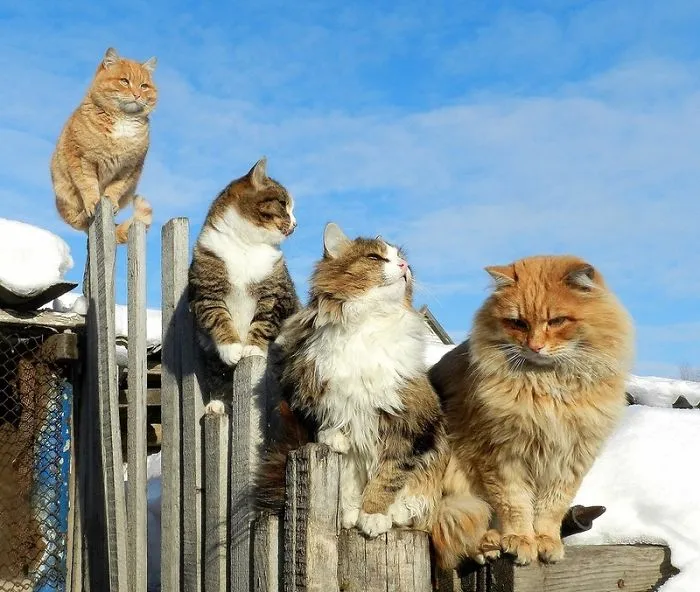 Siberian Farm Cats Have Absolutely Taken Over This Farmer's Land, And They're Absolutely Majestic