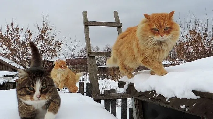 Siberian Farm Cats Have Absolutely Taken Over This Farmer's Land, And They're Absolutely Majestic