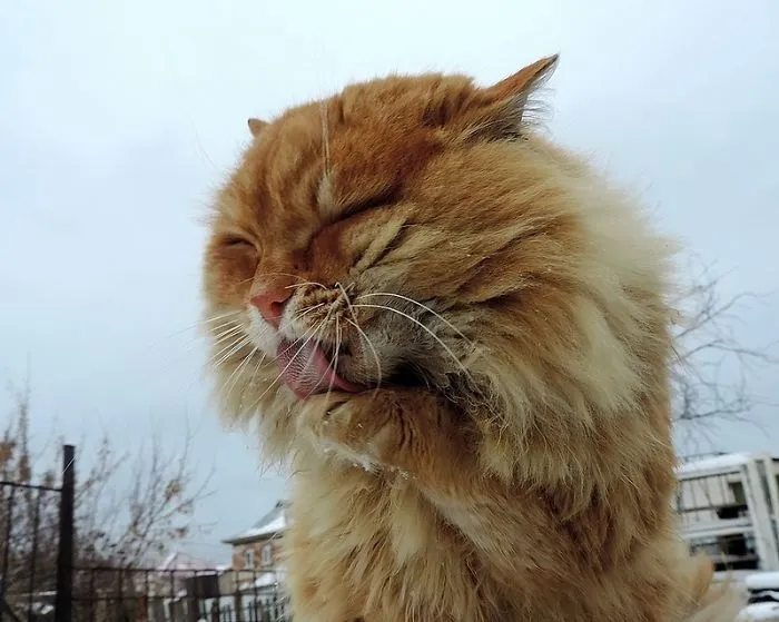 Esta granjera rusa hace increíbles fotos de sus muchos gatos siberianos, y son absolutamente majestuosos