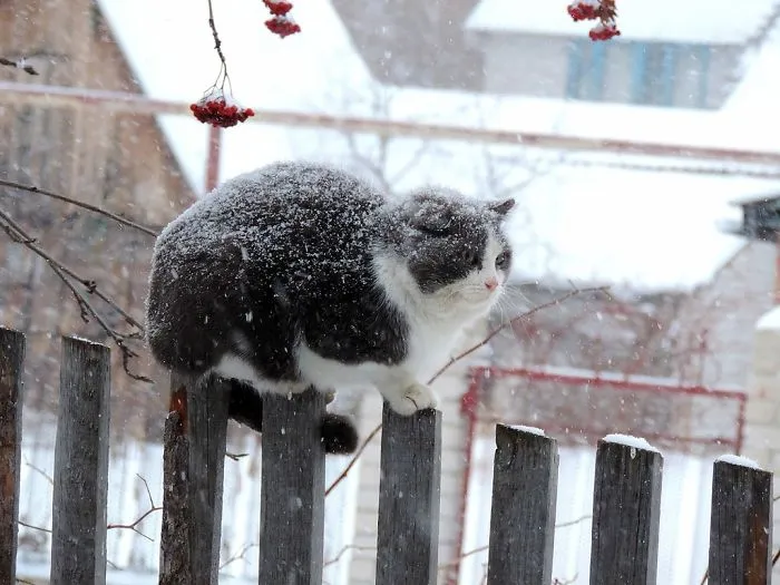 Siberian Farm Cats Have Absolutely Taken Over This Farmer's Land, And They're Absolutely Majestic