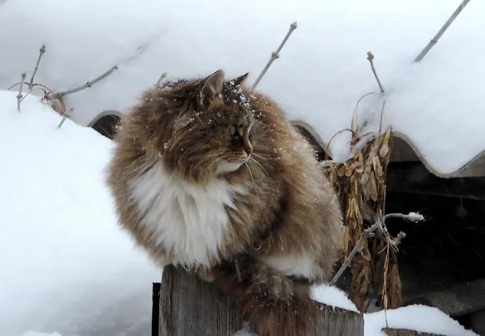 Siberian Farm Cats Have Absolutely Taken Over This Farmer's Land, And They're Absolutely Majestic