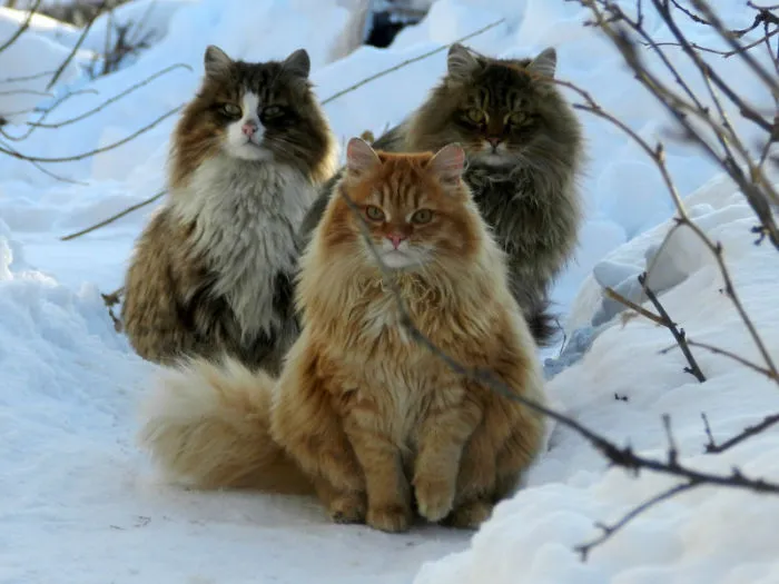 Siberian Farm Cats Have Absolutely Taken Over This Farmer's Land, And They're Absolutely Majestic