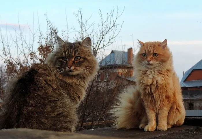 Siberian Farm Cats Have Absolutely Taken Over This Farmer's Land, And They're Absolutely Majestic