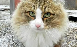 Siberian Farm Cats Have Absolutely Taken Over This Farmer's Land, And They're Absolutely Majestic