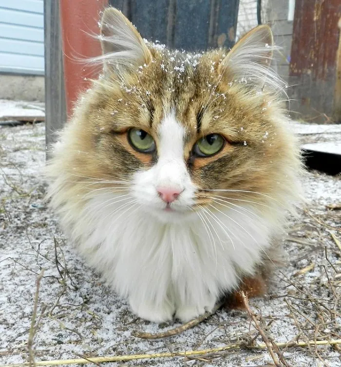 Siberian Farm Cats Have Absolutely Taken Over This Farmer's Land, And They're Absolutely Majestic
