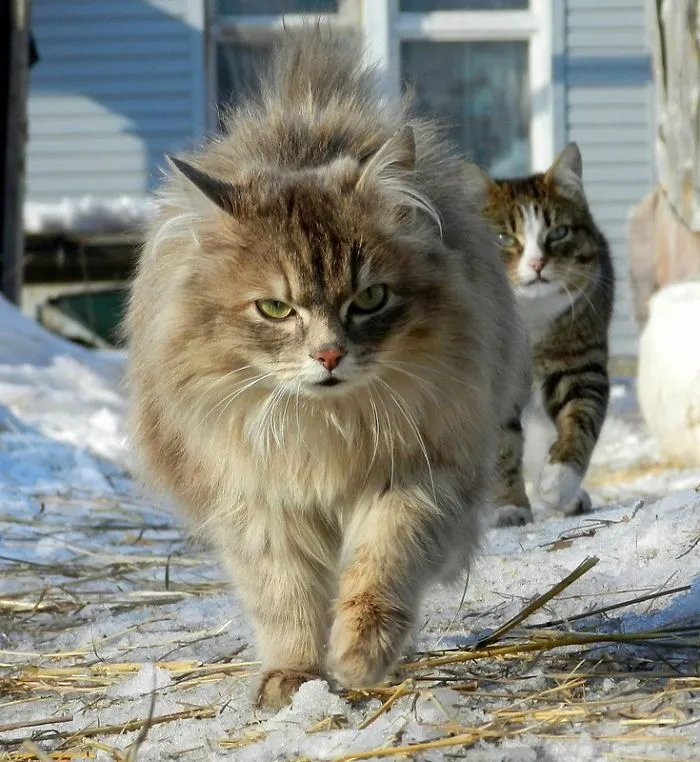 Siberian Farm Cats Have Absolutely Taken Over This Farmer's Land, And They're Absolutely Majestic