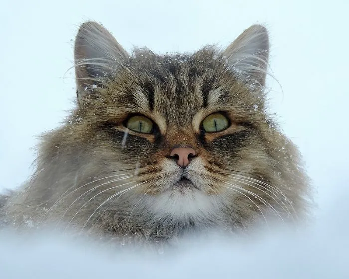 Siberian Farm Cats Have Absolutely Taken Over This Farmer's Land, And They're Absolutely Majestic