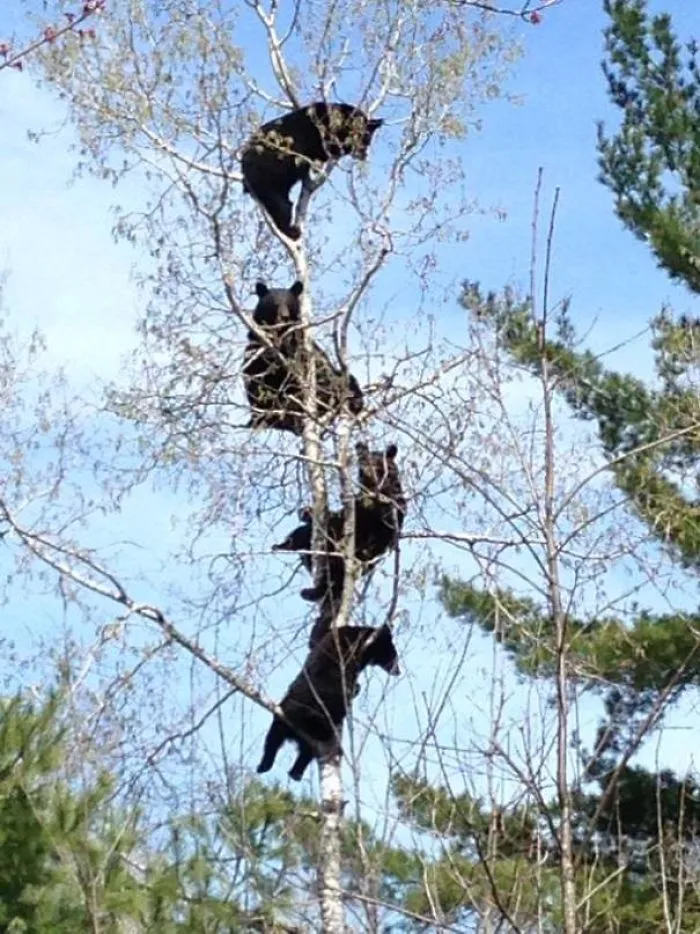 So This Happened In Northern Wisconsin