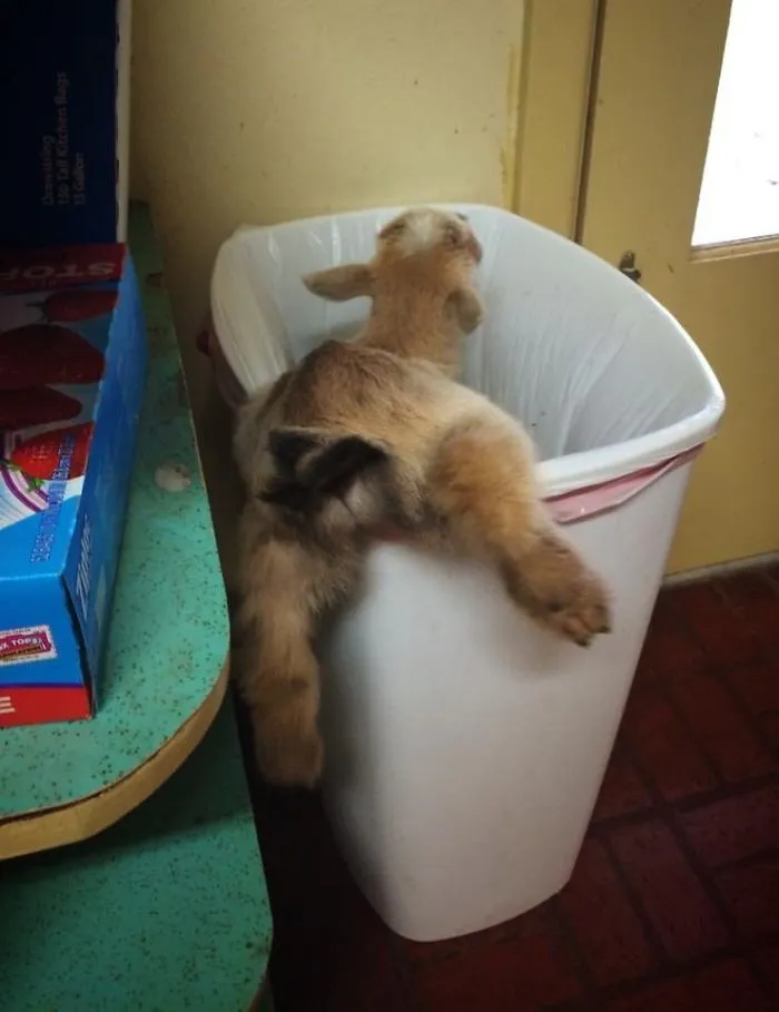 Escuché un ruido en la cocina y luego gritos. Entré y vi una cabra atascada en el cubo de la basura
