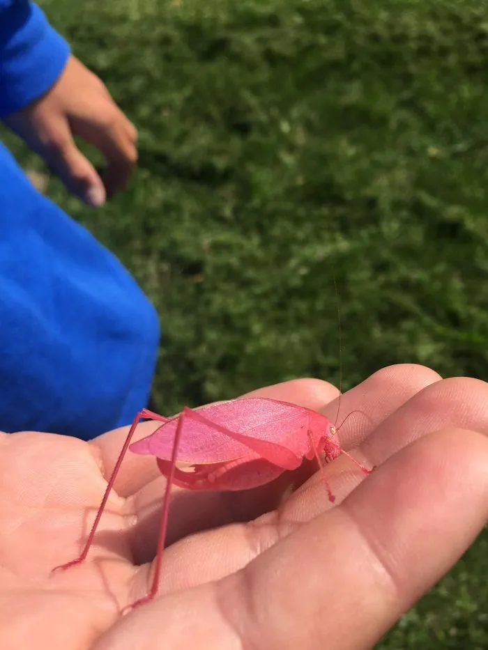 Estaba cortando el césped y encontré este saltamontes rosa