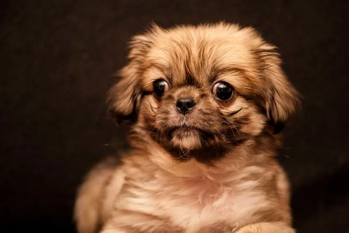 My Baby Tibetan Spaniel ,, Luna,,