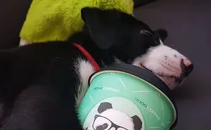 Our Puppy Rick Has A Unique Snuggle Buddy