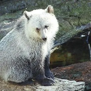 grizzly