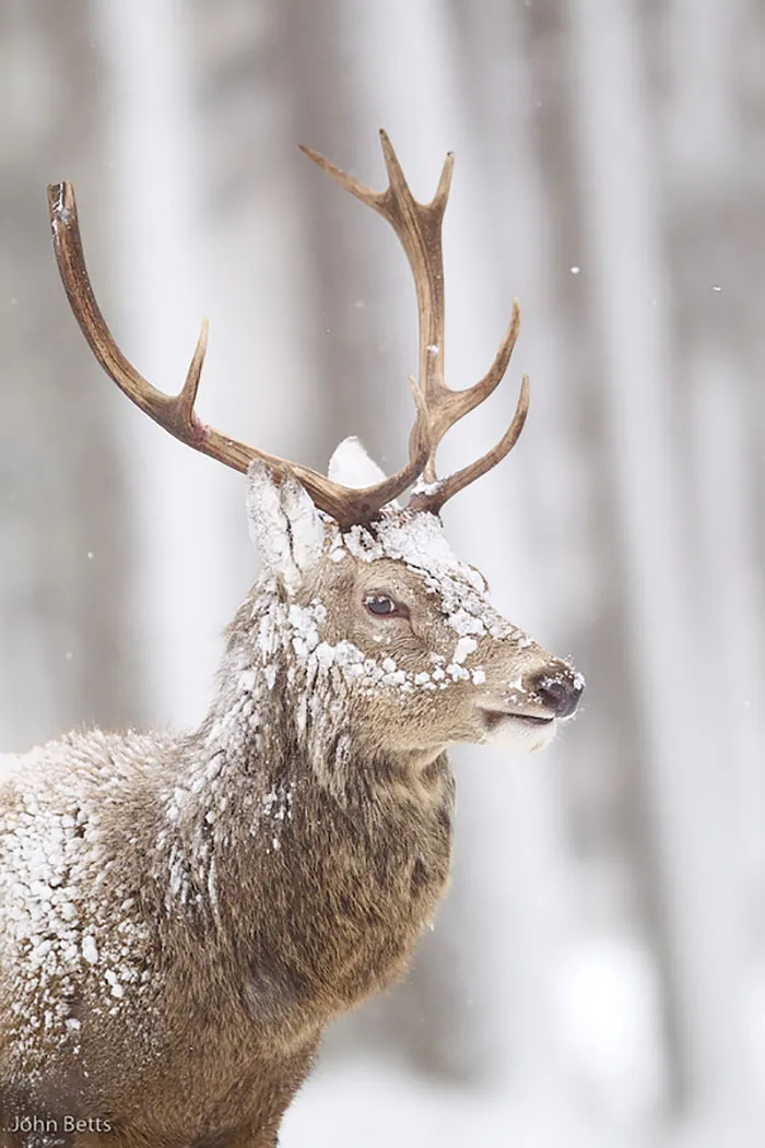 The Magnificent Deer Of Scotland In Winter By John Betts
