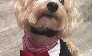 Max Voted Toronto’s Top Dog, Small Dog Category Winner