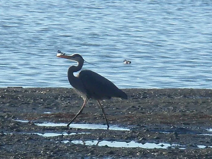 Hitchhiker; Didn't Really Happen.  The Duck Is In The Water The Heron On The Beach.