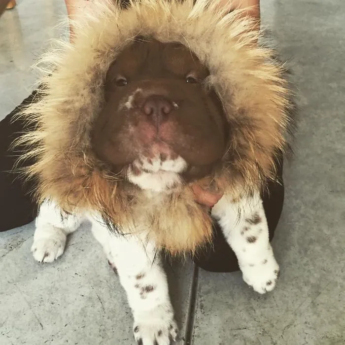I May Look Small, But I Have A Lot Of Courage! Roarr