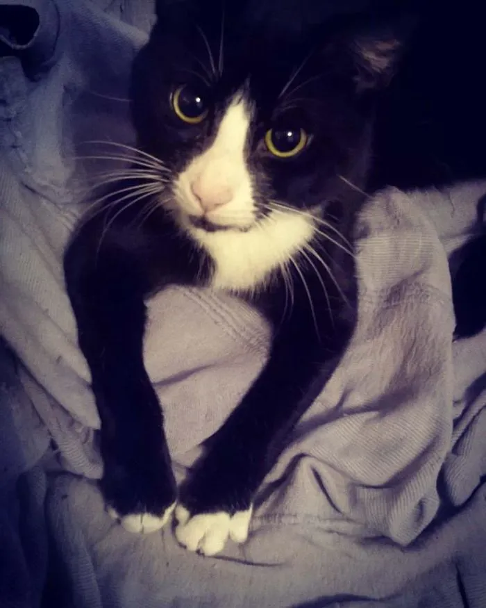 Black and white cat lying on a blanket, illustrating people sharing the names they now call their pets instead.