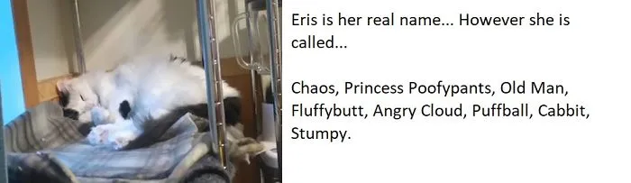 White and gray cat sleeping on a striped blanket with funny pet names shared instead of the original one.