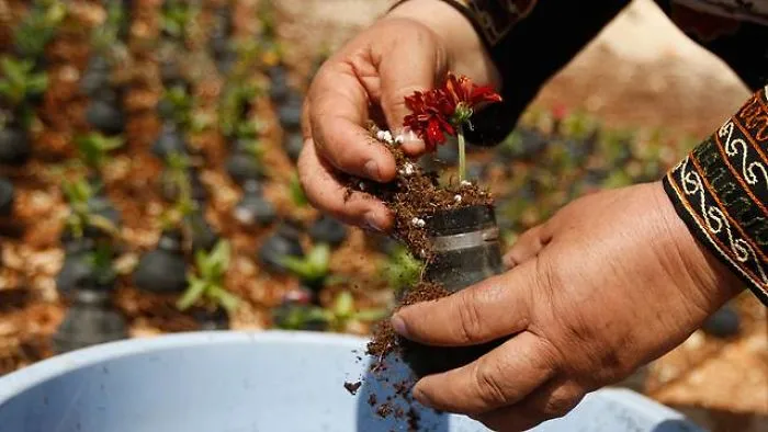 Growing New Life From The Ruins Of War