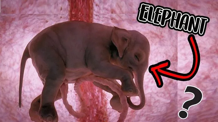 10 Stunning Pictures Of Unborn Animals In The Womb
