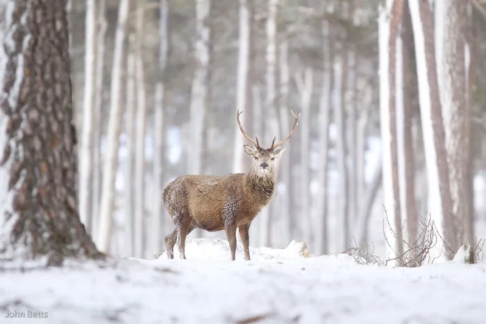 The Magnificent Deer Of Scotland In Winter By John Betts