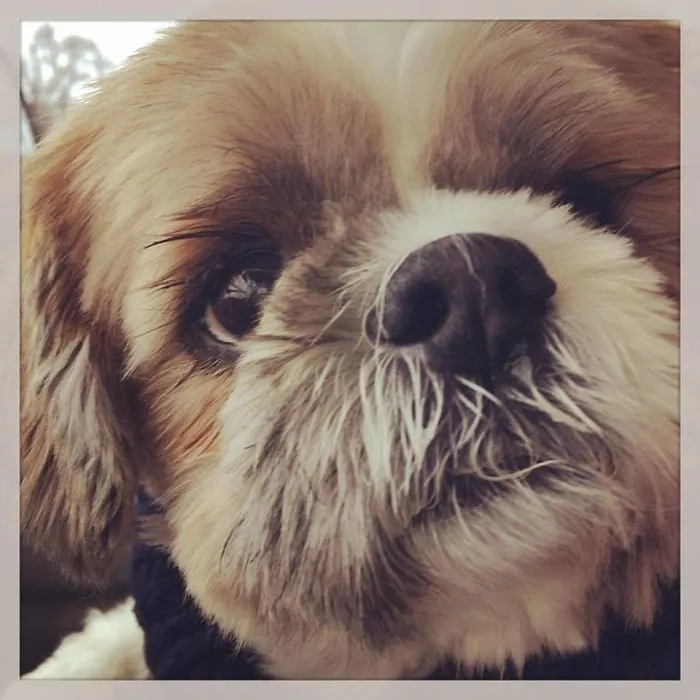 Close-up of a small dog showcasing the humor in people sharing new pet names instead of the original one.